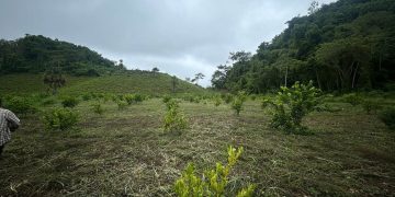El MAGA reiteró que continuará con el monitoreo de las condiciones climáticas. / Foto: MAGA