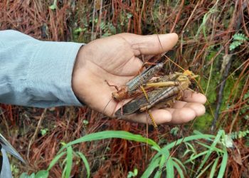 Descartan daño a cultivos por insectos reportados en Zacapa