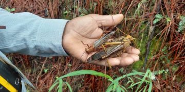 Descartan daño a cultivos por insectos reportados en Zacapa