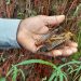 Descartan daño a cultivos por insectos reportados en Zacapa