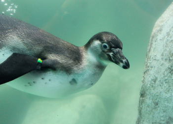 Zoológico La Aurora presenta a Jorge y Carlos, dos nuevos pingüinos de Humboldt nacidos en Guatemala