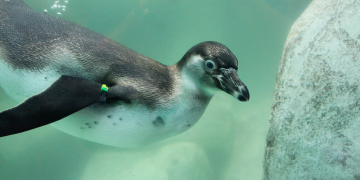 Zoológico La Aurora presenta a Jorge y Carlos, dos nuevos pingüinos de Humboldt nacidos en Guatemala