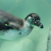 Zoológico La Aurora presenta a Jorge y Carlos, dos nuevos pingüinos de Humboldt nacidos en Guatemala