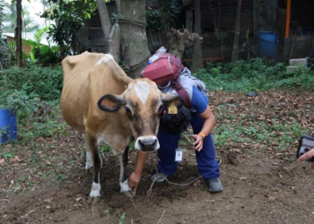 UBA brindó atención veterinaria a comunidades afectadas por la actividad del volcán de Fuego