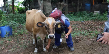 UBA brindó atención veterinaria a comunidades afectadas por la actividad del volcán de Fuego