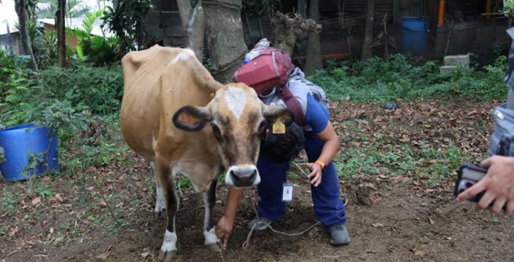UBA brindó atención veterinaria a comunidades afectadas por la actividad del volcán de Fuego
