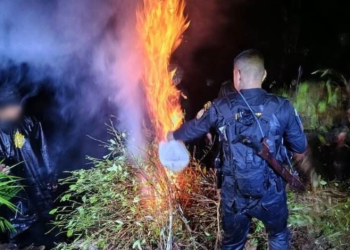 operativos de las fuerzas de seguridad para ubicar y eliminar cultivos relacionados con actividades ilícitas. / Foto: PNC