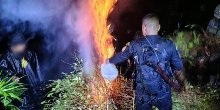 operativos de las fuerzas de seguridad para ubicar y eliminar cultivos relacionados con actividades ilícitas. / Foto: PNC