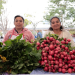 Feria del Agricultor acerca productos del campo a familias de la capital. / Foto: Analí Camey