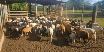 MAGA advierte sobre la vulnerabilidad de cultivos y ganado ante la persistencia del calor y falta de lluvia
