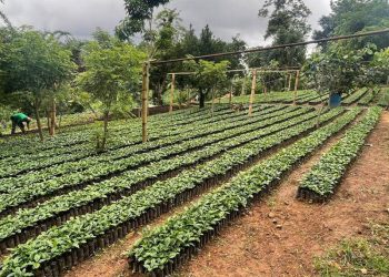 Calor y baja humedad podrían afectar cultivos agrícolas en 116 municipios. (Foto: MAGA)