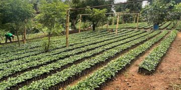 Calor y baja humedad podrían afectar cultivos agrícolas en 116 municipios. (Foto: MAGA)
