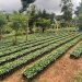 Calor y baja humedad podrían afectar cultivos agrícolas en 116 municipios. (Foto: MAGA)