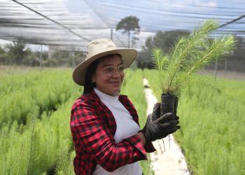 MAGA entrega más 222 mil plantas forestales durante el 2026
