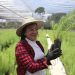 MAGA entrega más 222 mil plantas forestales durante el 2026