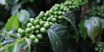 MAGA presenta estrategia para fortalecer la caficultura durante Congreso Nacional del Café