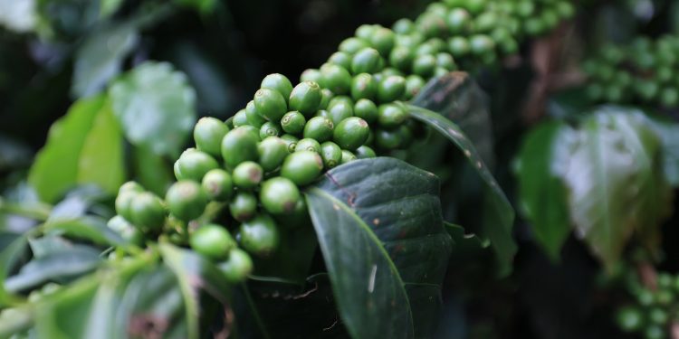 MAGA presenta estrategia para fortalecer la caficultura durante Congreso Nacional del Café