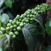 MAGA presenta estrategia para fortalecer la caficultura durante Congreso Nacional del Café