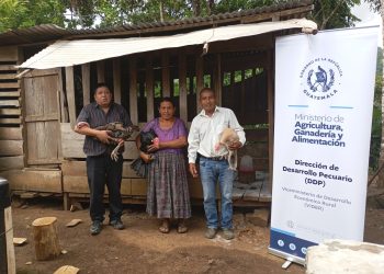 Proyecto avícola fortalece emprendimientos de 46 familias de Alta Verapaz