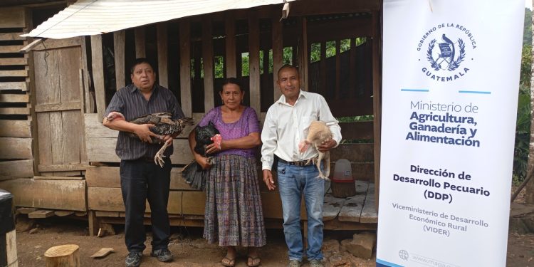 Proyecto avícola fortalece emprendimientos de 46 familias de Alta Verapaz