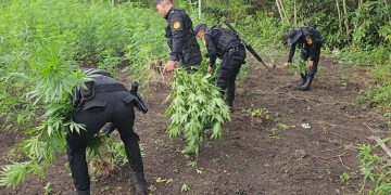 Erradicaciòn de plantaciòn de marihuana.