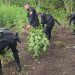 Erradicaciòn de plantaciòn de marihuana.
