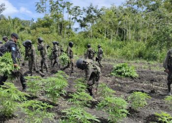 Erradican plantas de marihuana en área montañosa de Petén. (Foto: PNC)