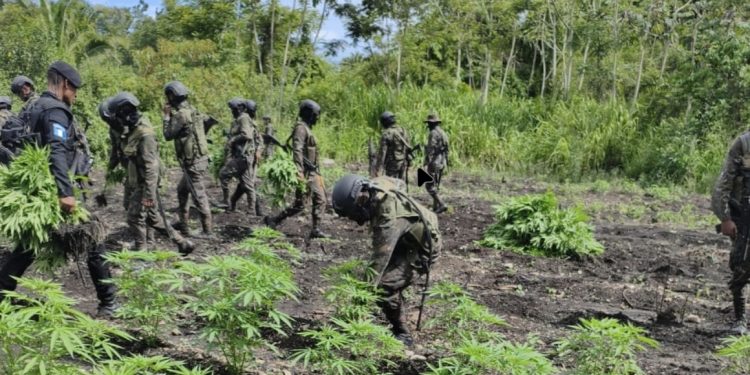 Erradican plantas de marihuana en área montañosa de Petén. (Foto: PNC)