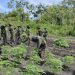 Erradican plantas de marihuana en área montañosa de Petén. (Foto: PNC)