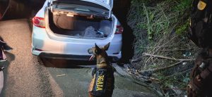 La diligencia contó con el apoyo de un binomio K9, utilizado por las fuerzas de seguridad para contribuir en la detección de posibles sustancias ilícitas dentro del vehículo. / Foto: PNC