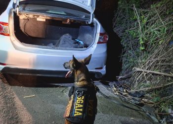 La diligencia contó con el apoyo de un binomio K9, utilizado por las fuerzas de seguridad para contribuir en la detección de posibles sustancias ilícitas dentro del vehículo. / Foto: PNC