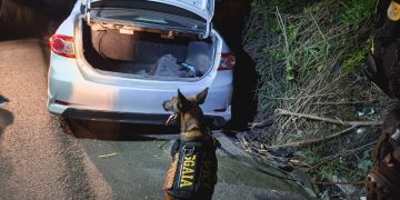 La diligencia contó con el apoyo de un binomio K9, utilizado por las fuerzas de seguridad para contribuir en la detección de posibles sustancias ilícitas dentro del vehículo. / Foto: PNC