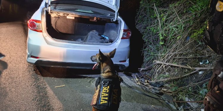 La diligencia contó con el apoyo de un binomio K9, utilizado por las fuerzas de seguridad para contribuir en la detección de posibles sustancias ilícitas dentro del vehículo. / Foto: PNC