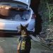 La diligencia contó con el apoyo de un binomio K9, utilizado por las fuerzas de seguridad para contribuir en la detección de posibles sustancias ilícitas dentro del vehículo. / Foto: PNC