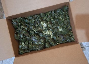 La intervención busca evitar el tráfico y comercialización ilegal de especies protegidas. / Foto: PNC