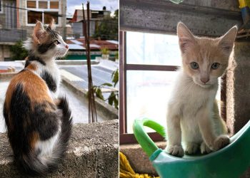 Unidad de Bienestar Animal hace un llamado a la población a prevenir el abandono de gatos