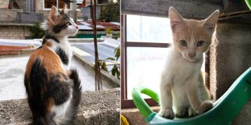 Unidad de Bienestar Animal hace un llamado a la población a prevenir el abandono de gatos