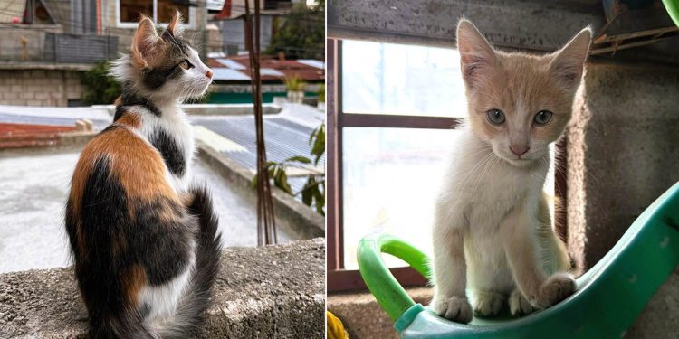 Unidad de Bienestar Animal hace un llamado a la población a prevenir el abandono de gatos
