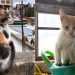 Unidad de Bienestar Animal hace un llamado a la población a prevenir el abandono de gatos