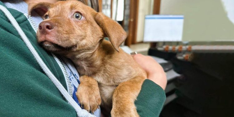Cuide a su mascota de la actividad del volcán de Fuego