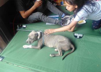 Equipos especializados desarrollan acciones de evaluación o rescate animal en Alotenango