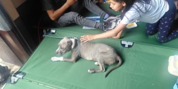 Equipos especializados desarrollan acciones de evaluación o rescate animal en Alotenango