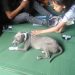 Equipos especializados desarrollan acciones de evaluación o rescate animal en Alotenango