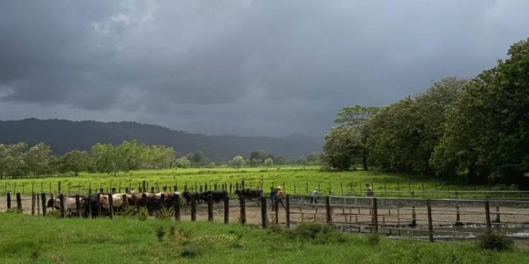 MAGA recomienda medidas preventivas ante calor y lluvias irregulares