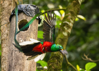 El quetzal: símbolo de libertad y belleza