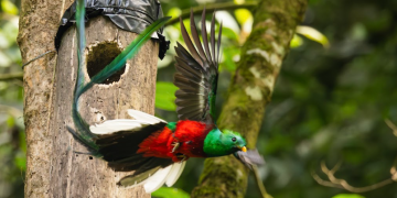 El quetzal: símbolo de libertad y belleza