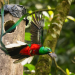 El quetzal: símbolo de libertad y belleza