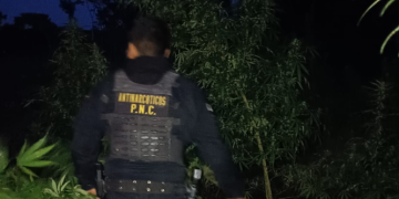 Fueron encontradas 33 mil 184 matas de marihuana en fase de aprovechamiento. / Foto: PNC