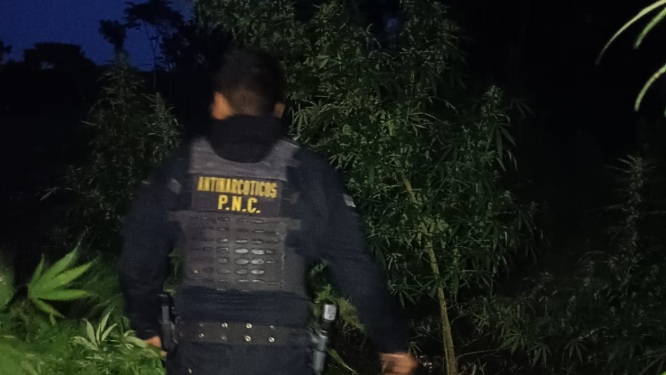 Fueron encontradas 33 mil 184 matas de marihuana en fase de aprovechamiento. / Foto: PNC