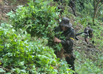 Ejército de Guatemala localiza y erradica plantaciones de hoja de coca en Alta Verapaz. / Foto: Ejército Archivo.
